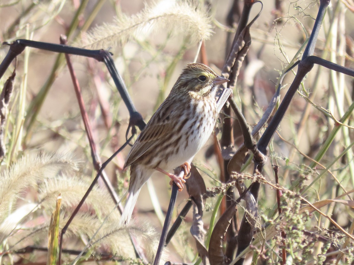 Savannah Sparrow - ML645558047