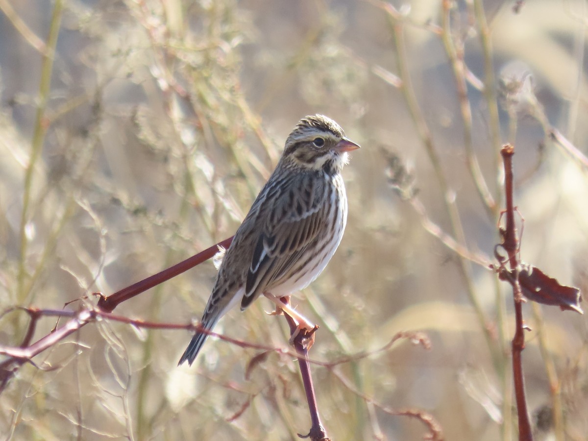 Savannah Sparrow - ML645558048