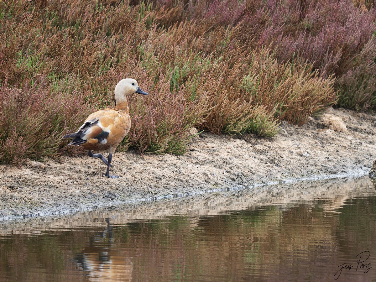 husice rezavá - ML645558050