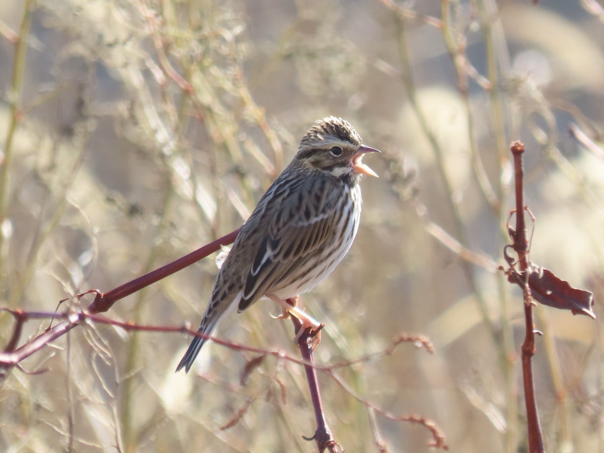 Savannah Sparrow - ML645558051