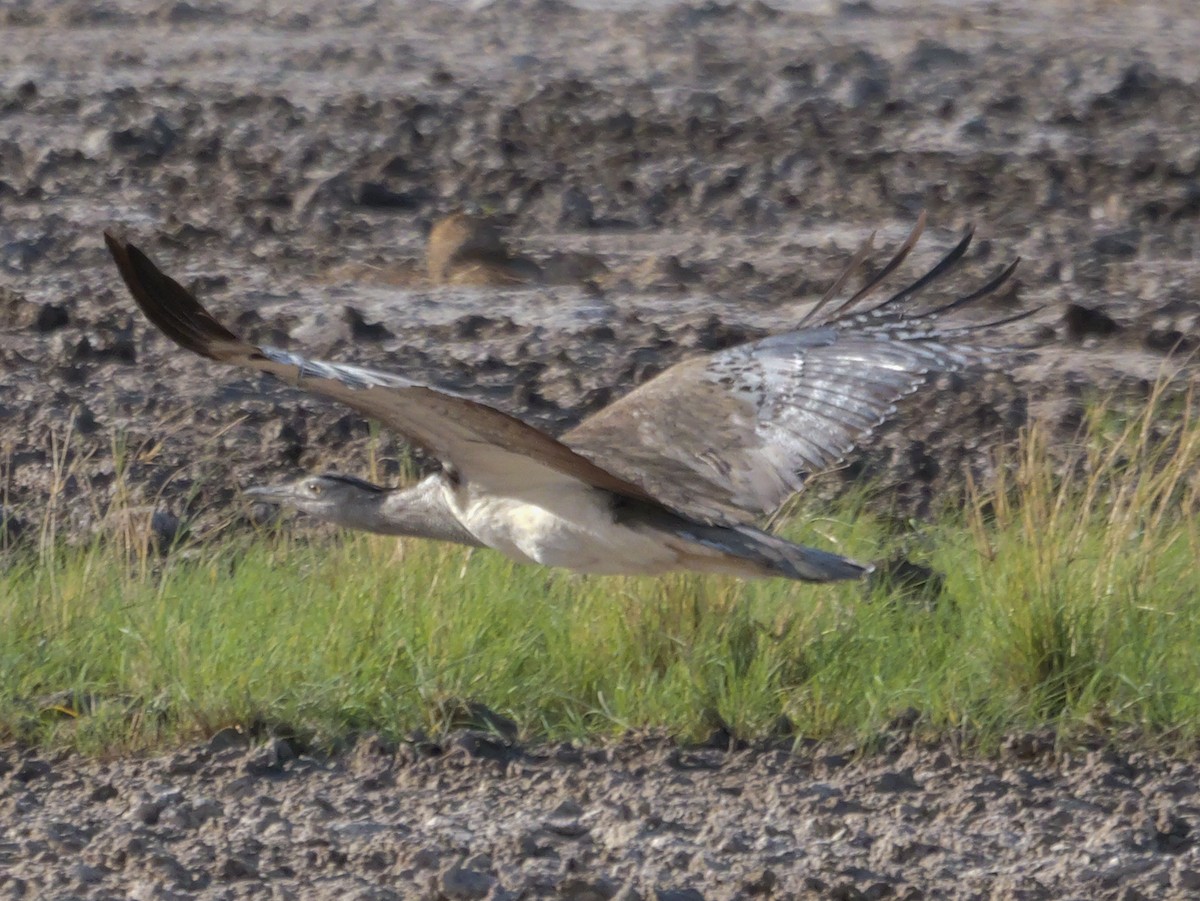 アフリカオオノガン - ML645558055