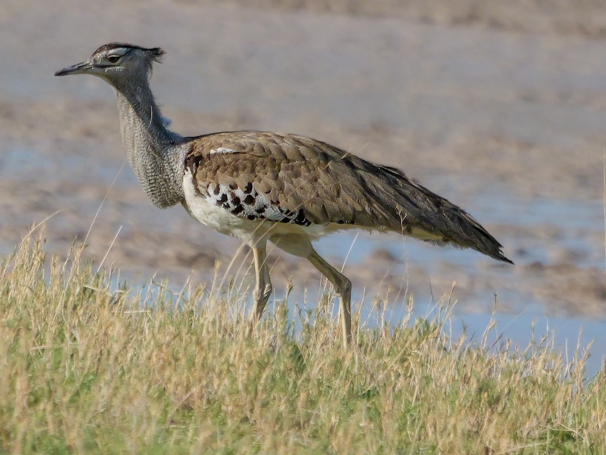 アフリカオオノガン - ML645558056