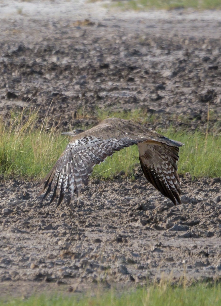 アフリカオオノガン - ML645558057