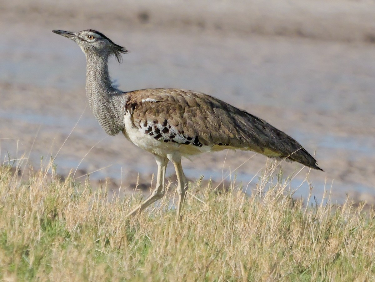 アフリカオオノガン - ML645558058