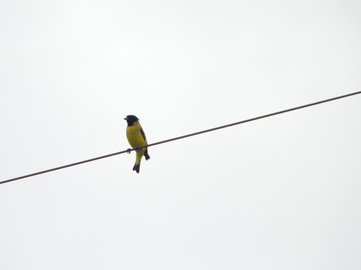 čížek jihoamerický - ML645558061