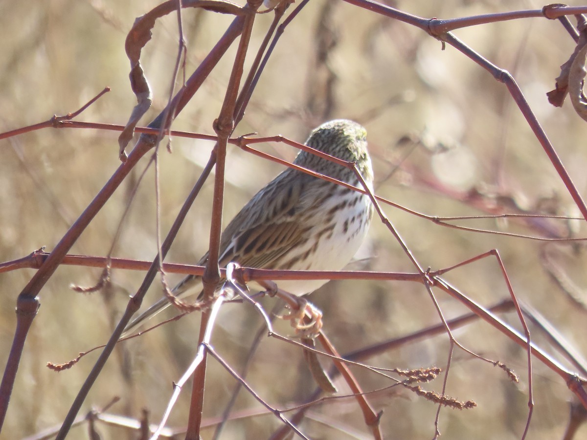Savannah Sparrow - ML645558062
