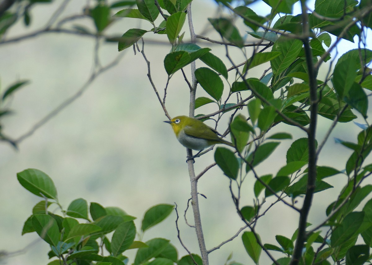 Окулярник японський - ML645558065