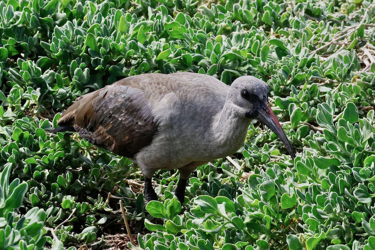 Хагедаш - ML645558066