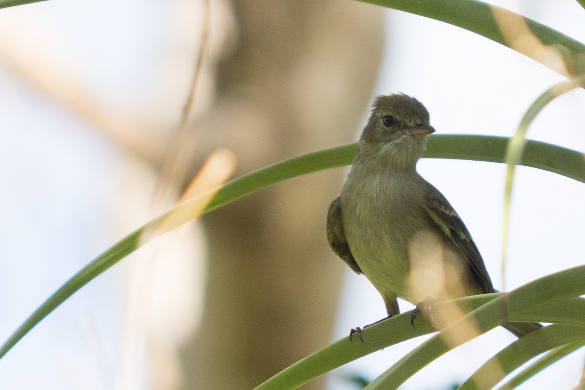 Caribbean Elaenia - ML645558091