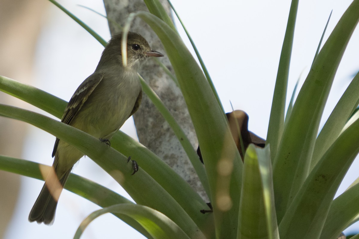 Caribbean Elaenia - ML645558092