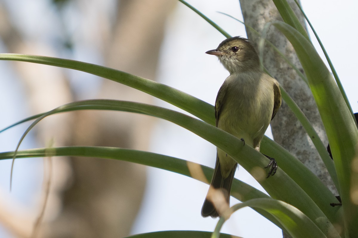 Caribbean Elaenia - ML645558093