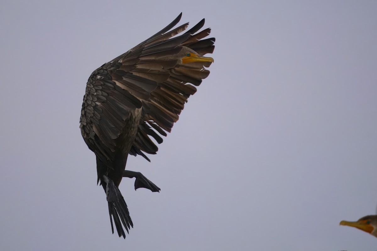 Double-crested Cormorant - ML645558095