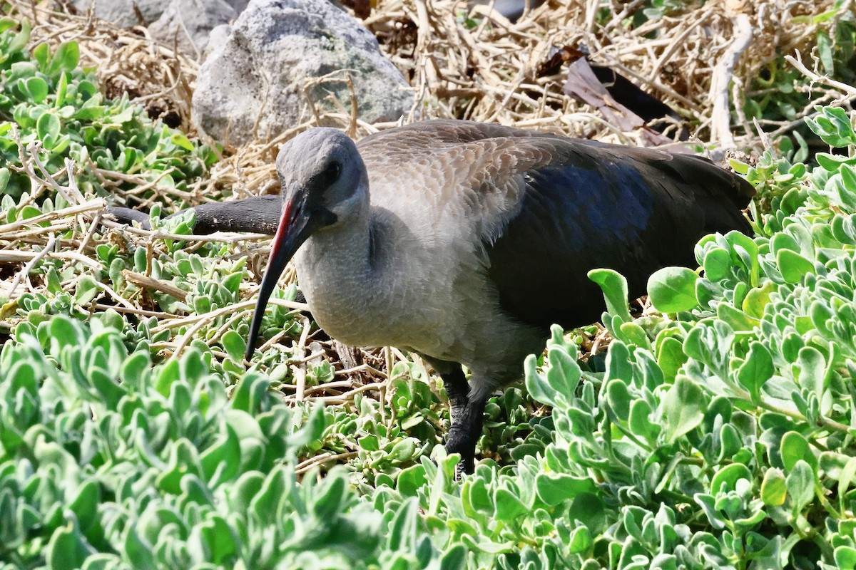 Хагедаш - ML645558102