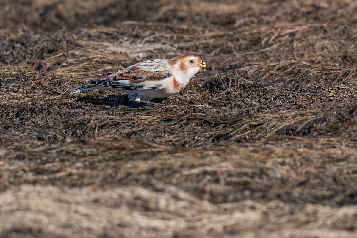 Snow Bunting - ML645558117