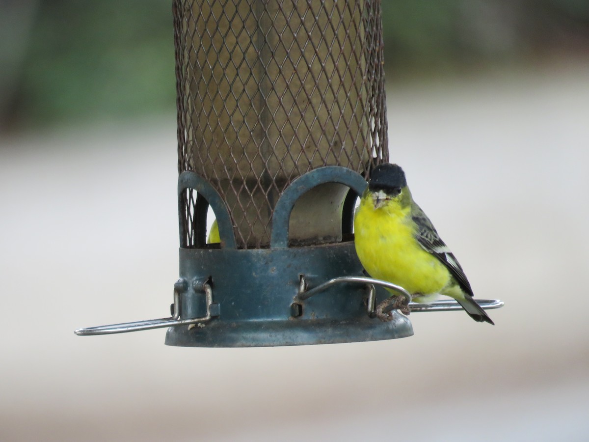 Lesser Goldfinch - ML645558121