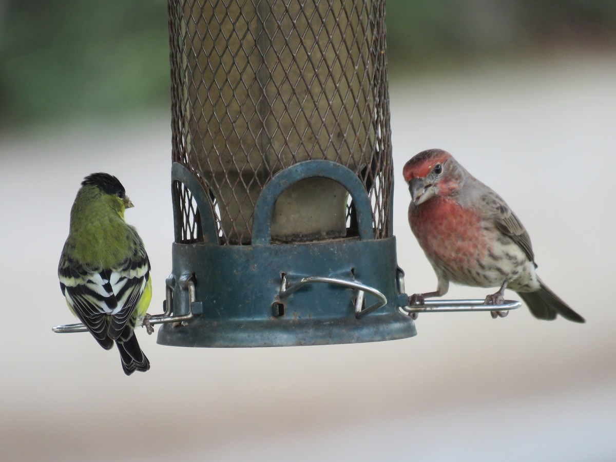 Lesser Goldfinch - ML645558122