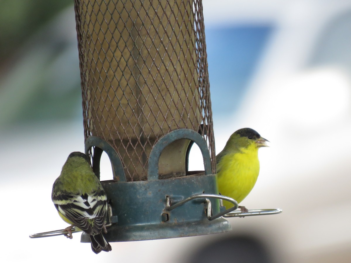 Lesser Goldfinch - ML645558123