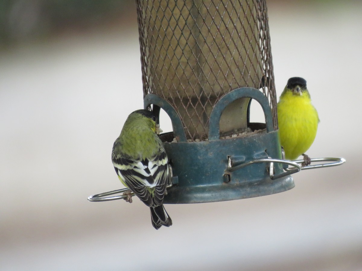 Lesser Goldfinch - ML645558124