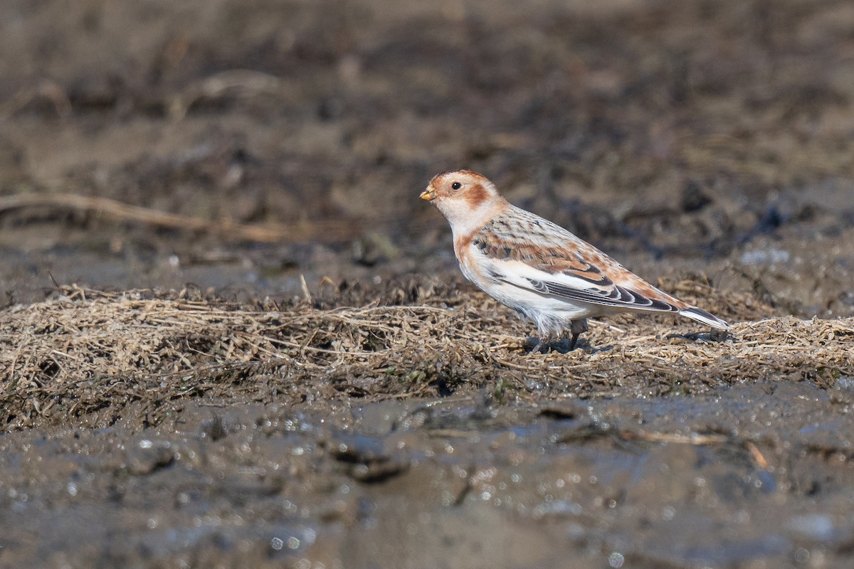 Snow Bunting - ML645558130