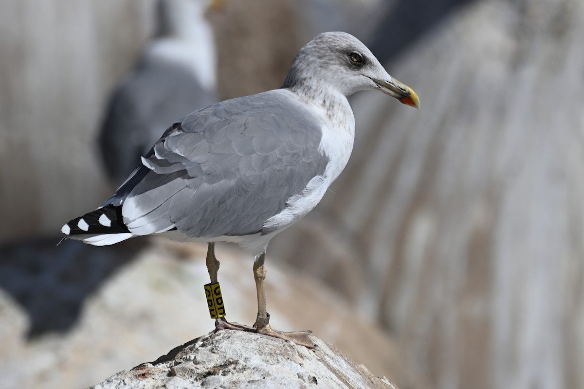 Yellow-legged Gull - ML645558131