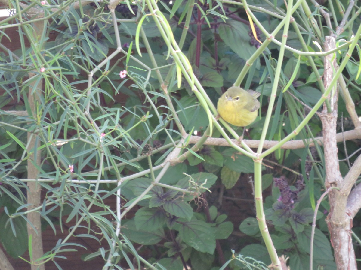 Orange-crowned Warbler - ML645558134