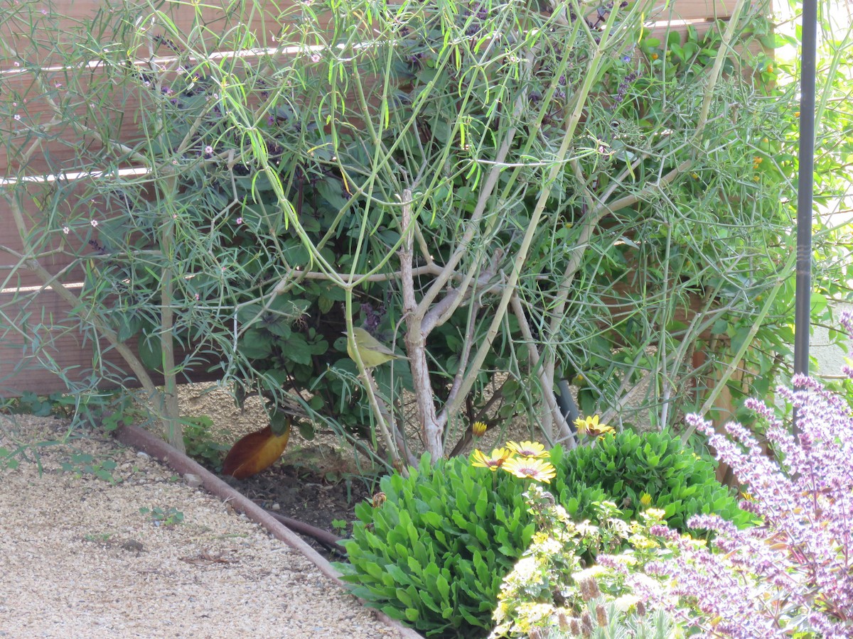 Orange-crowned Warbler - ML645558135