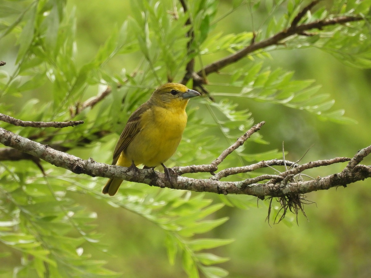 Hepatic Tanager - ML645558136