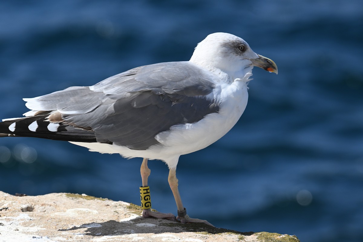 Yellow-legged Gull - ML645558138