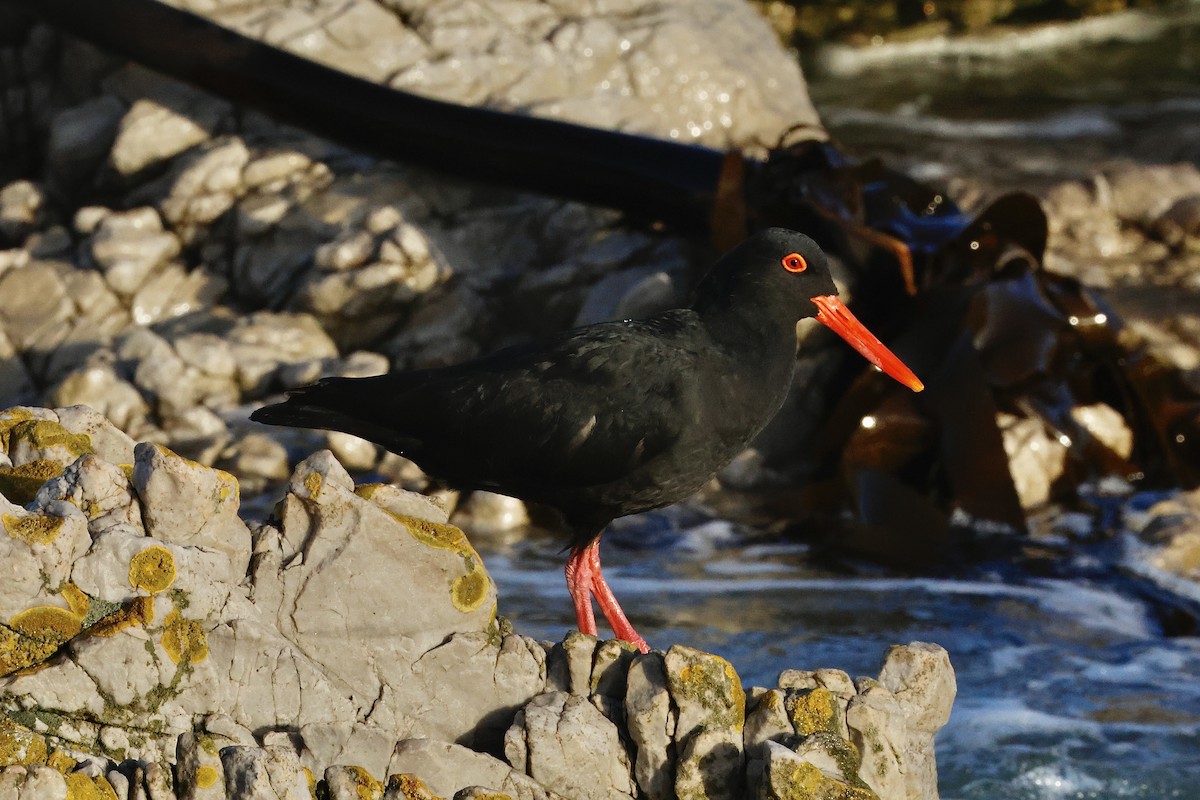 African Oystercatcher - ML645558139
