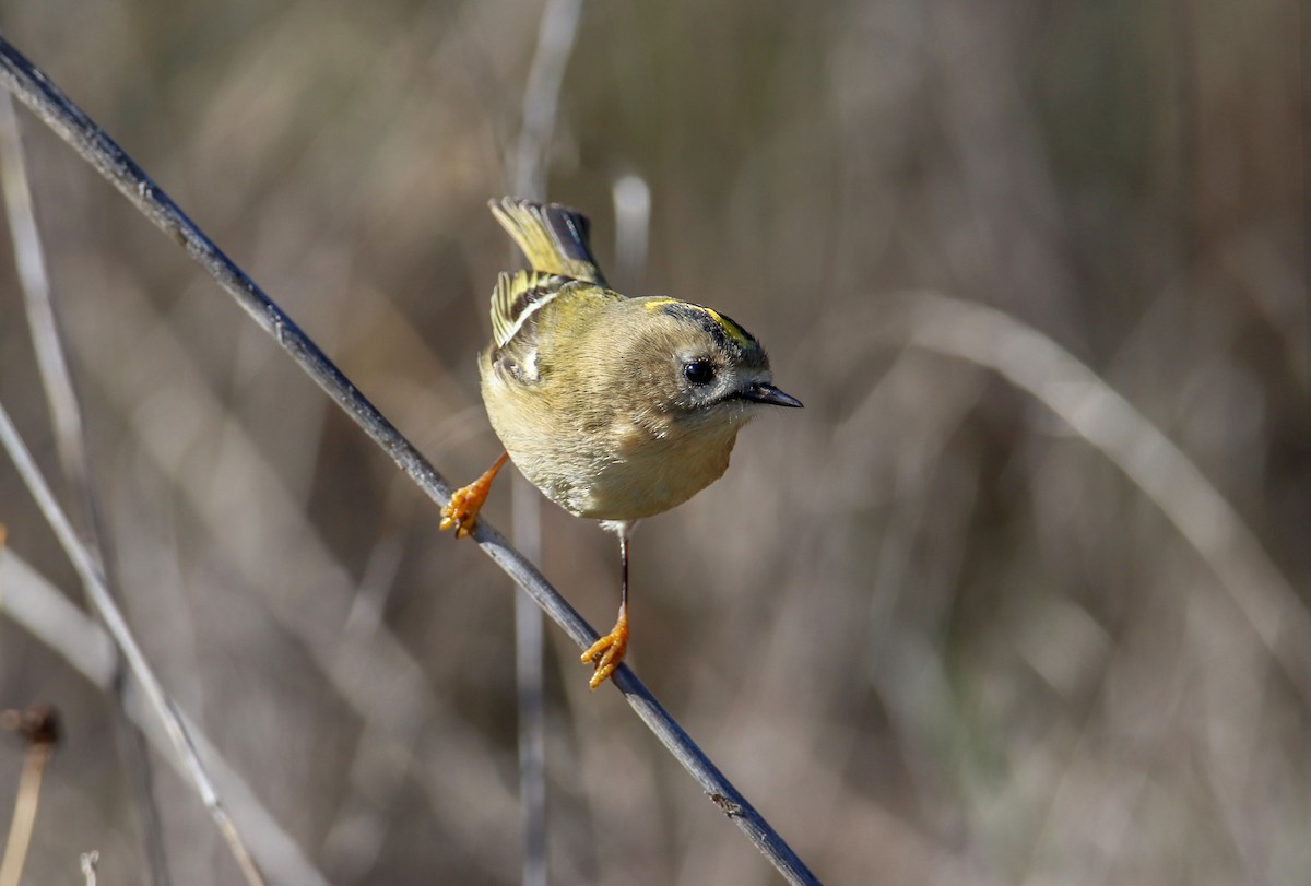 králíček obecný - ML645558140