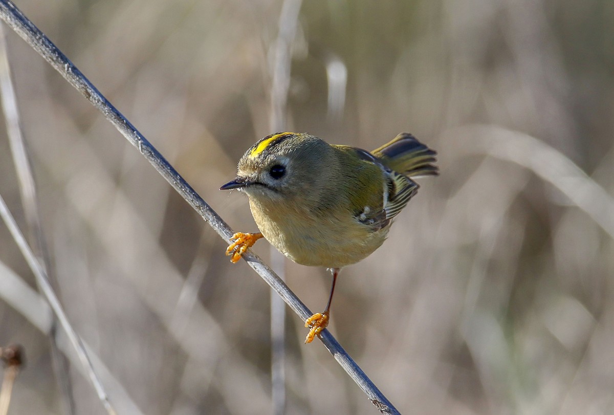 králíček obecný - ML645558142