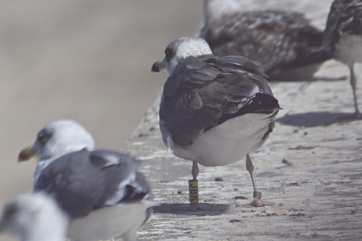 Yellow-legged Gull - ML645558149