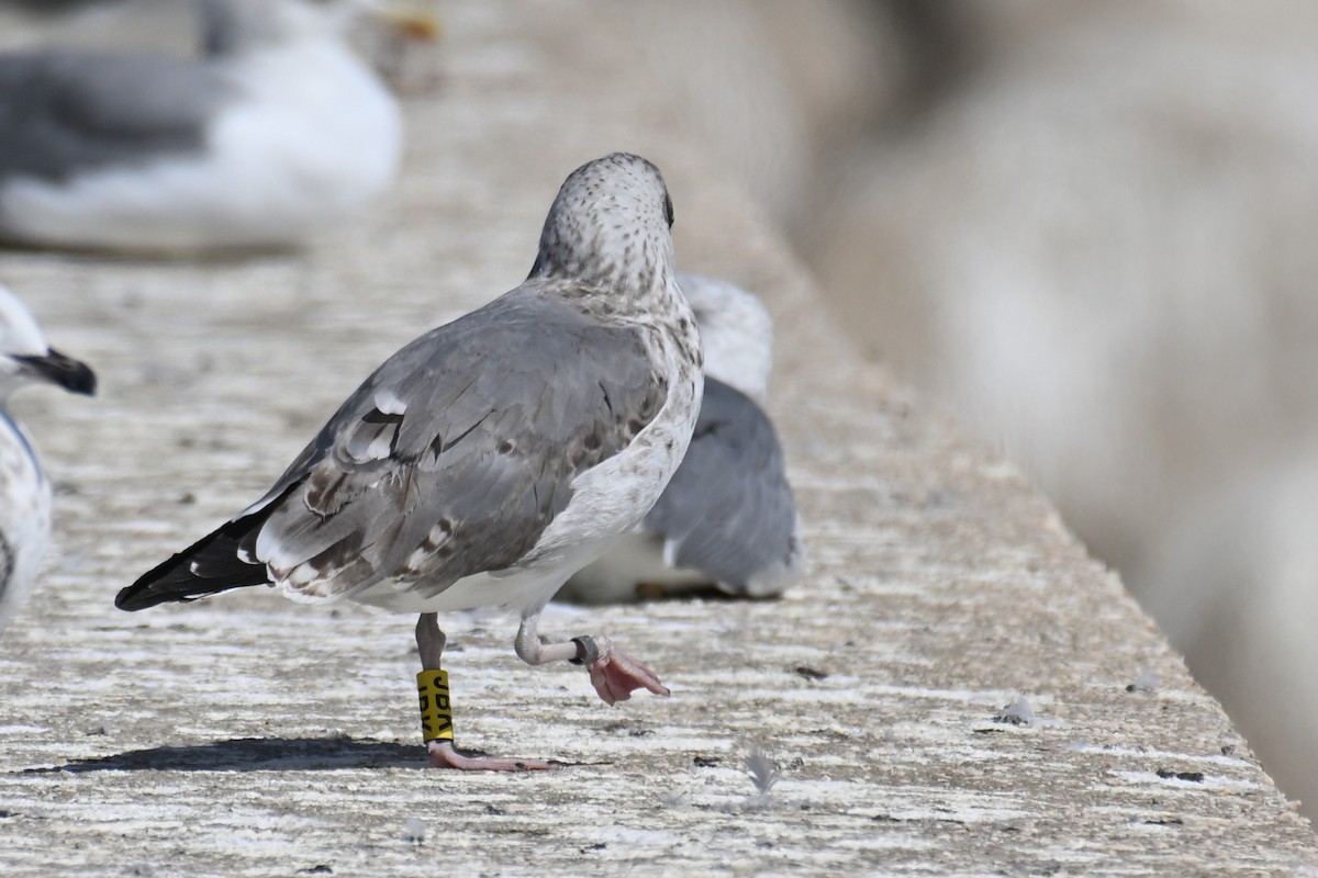 Yellow-legged Gull - ML645558150