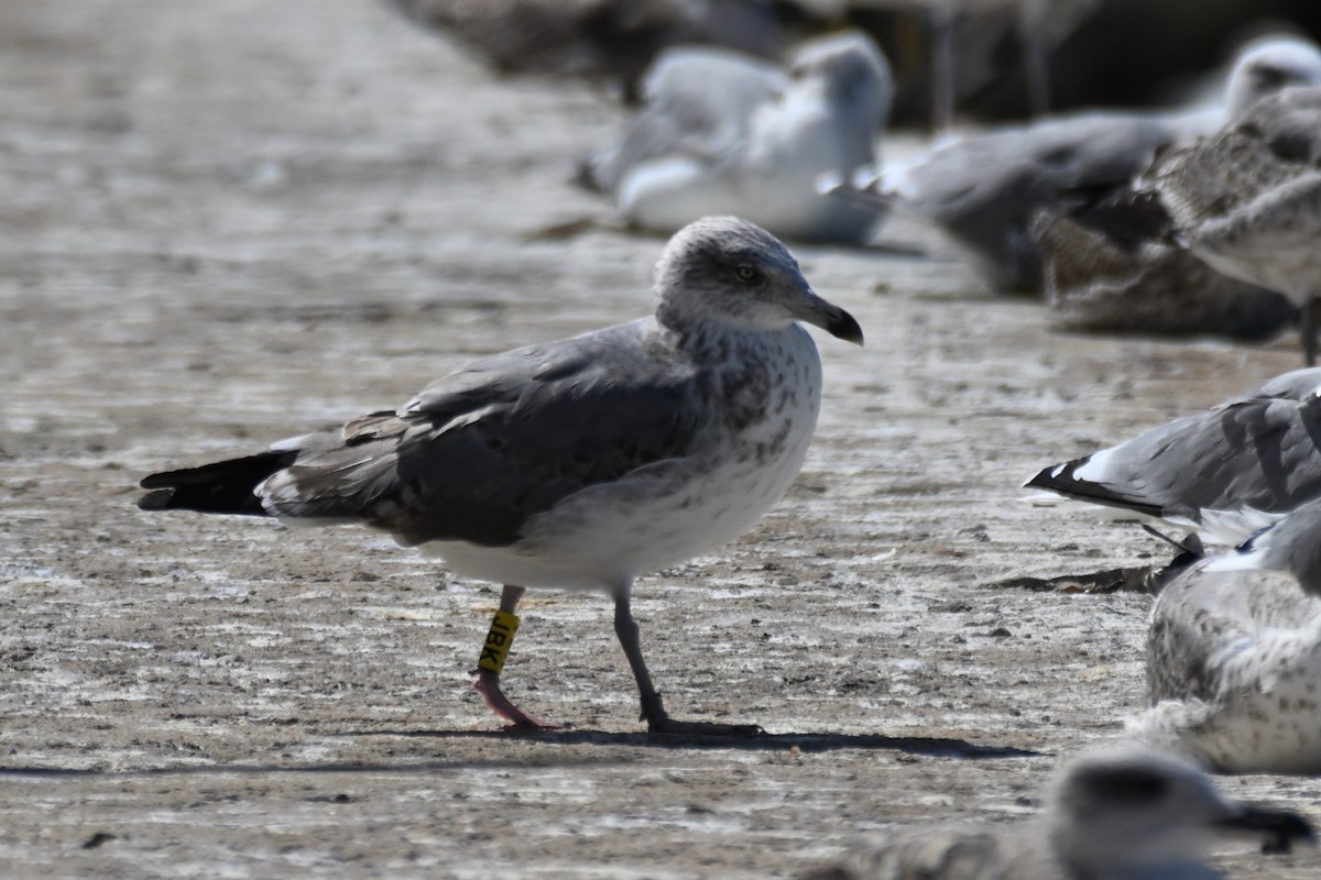 Yellow-legged Gull - ML645558151