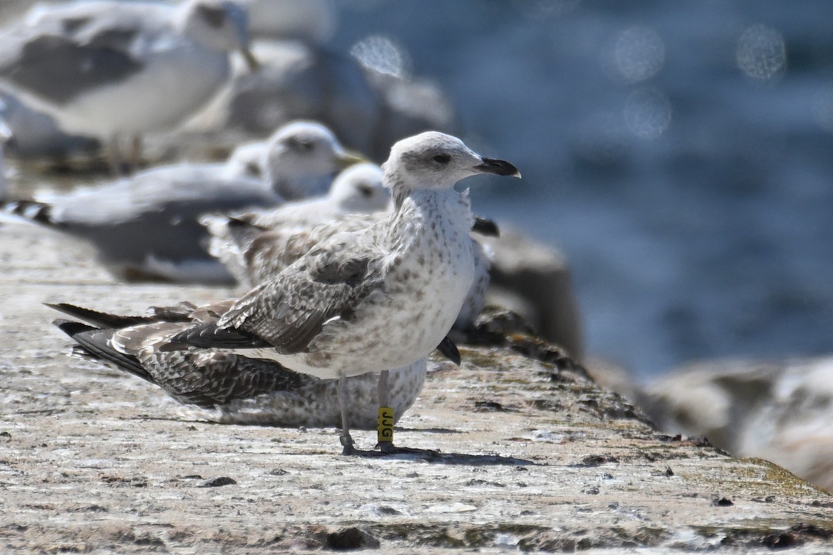 Yellow-legged Gull - ML645558153