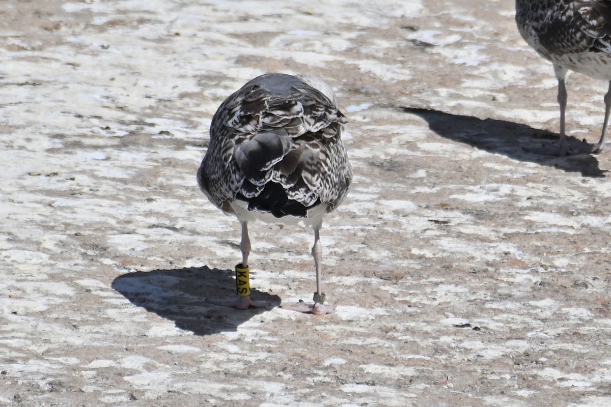Yellow-legged Gull - ML645558161