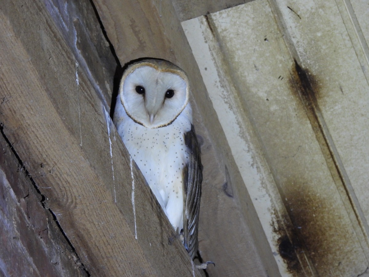 sova americká - ML645558167