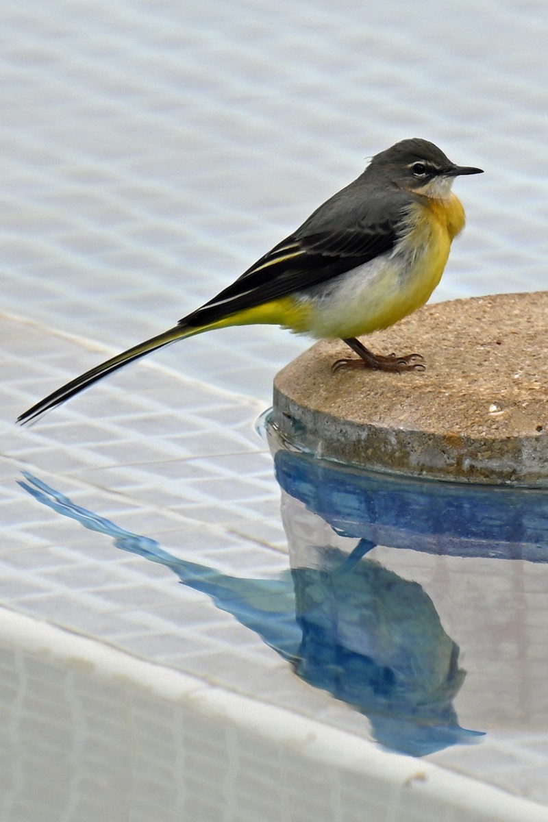 Gray Wagtail - ML645558169