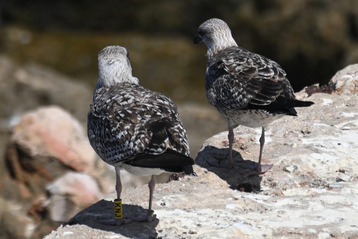 Yellow-legged Gull - ML645558170