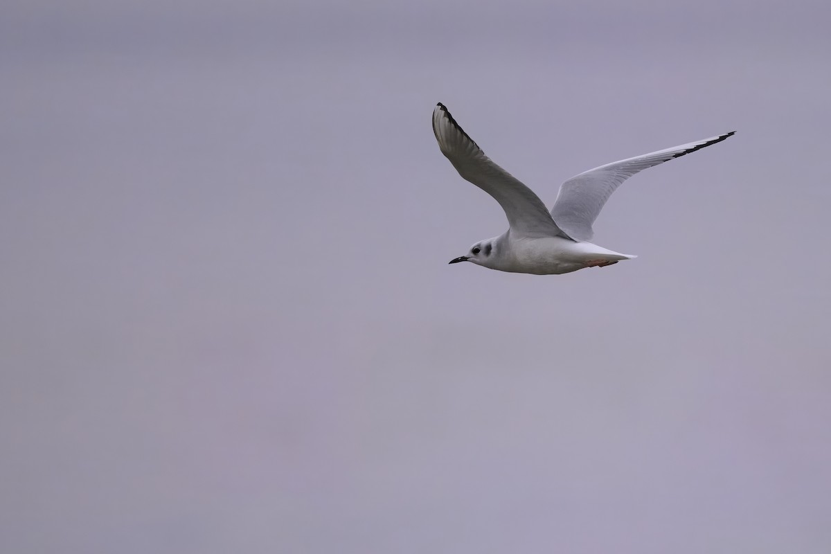 Bonaparte's Gull - ML645558171