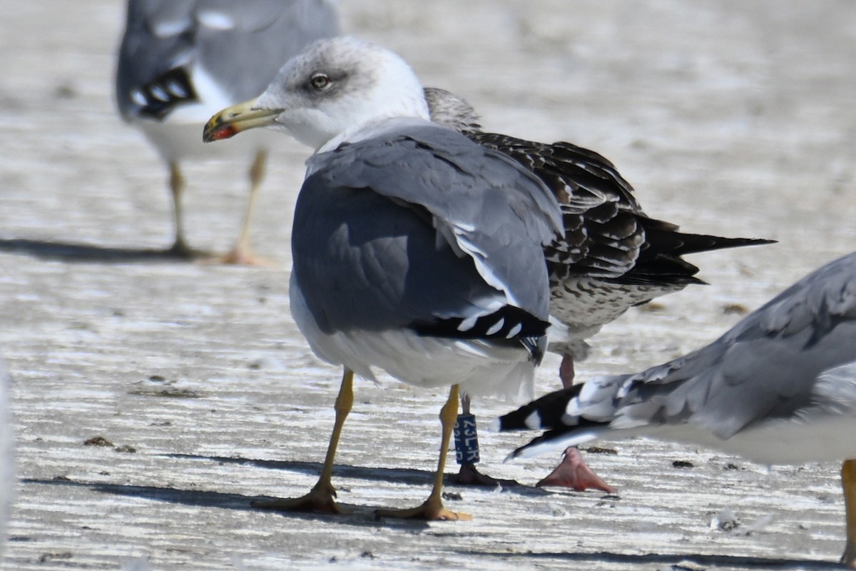 Lesser Black-backed Gull - ML645558188