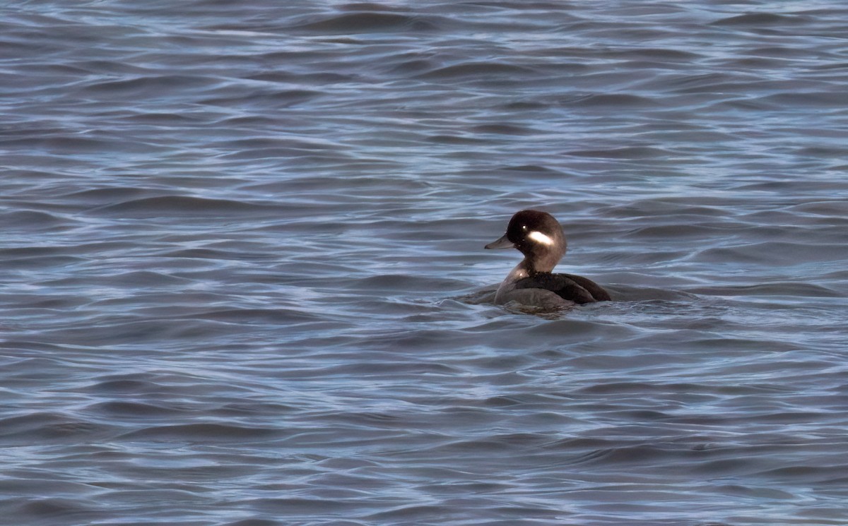 Bufflehead - ML645558189