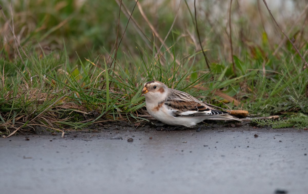 Snow Bunting - ML645558196