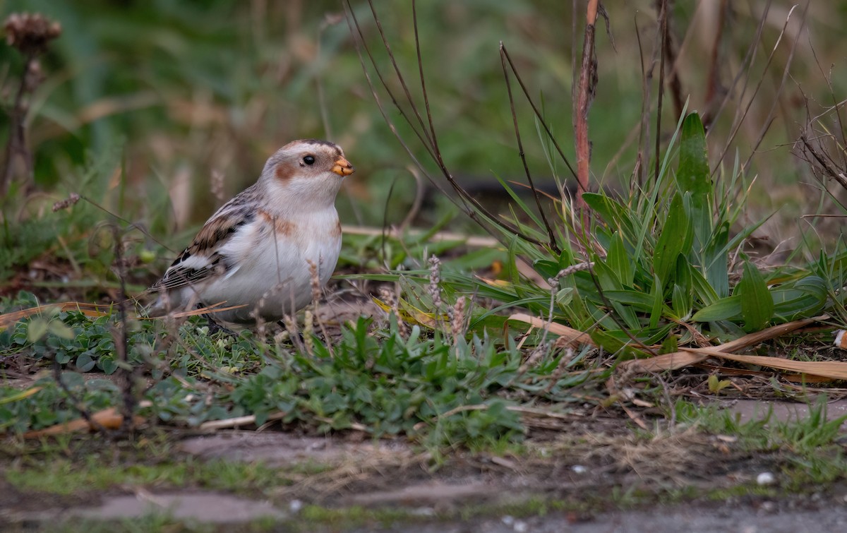 Snow Bunting - ML645558197