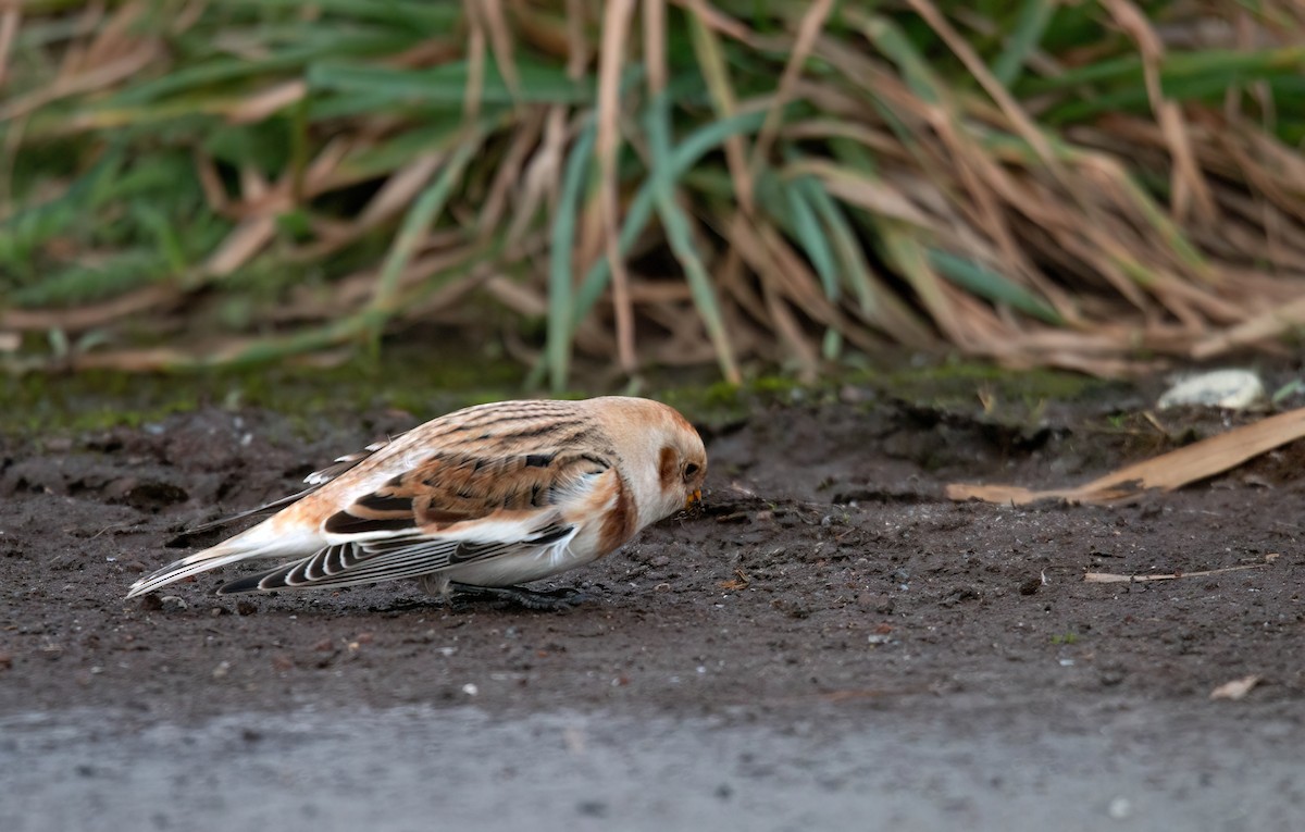 Snow Bunting - ML645558198