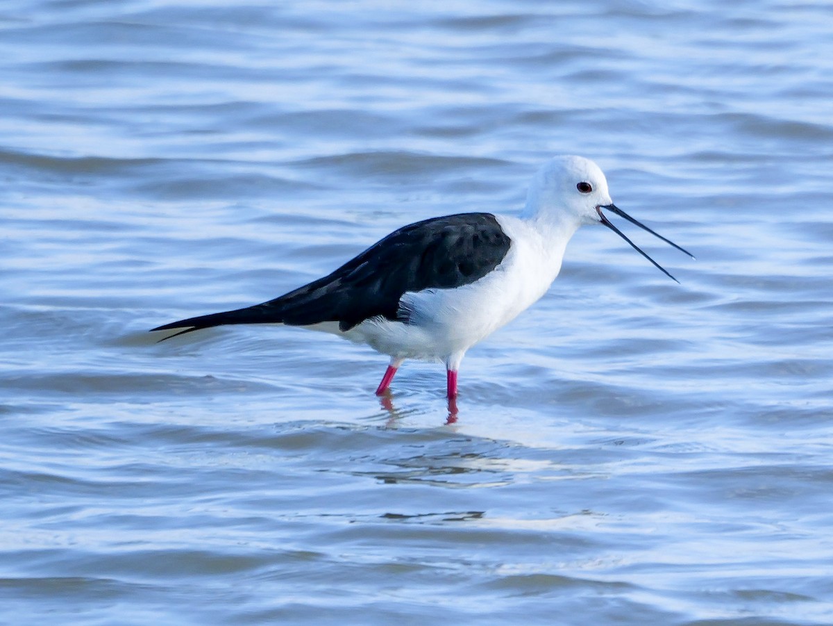 Black-winged Stilt - ML645558212