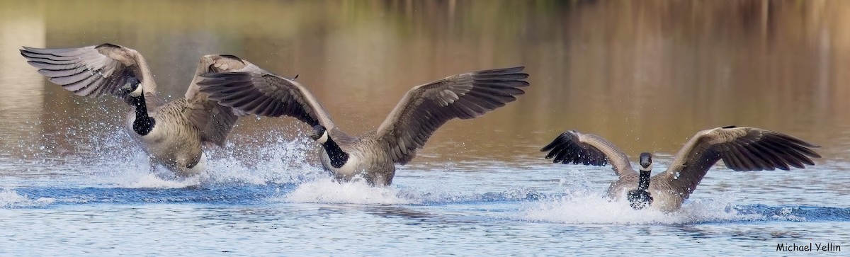 Canada Goose - ML645558215