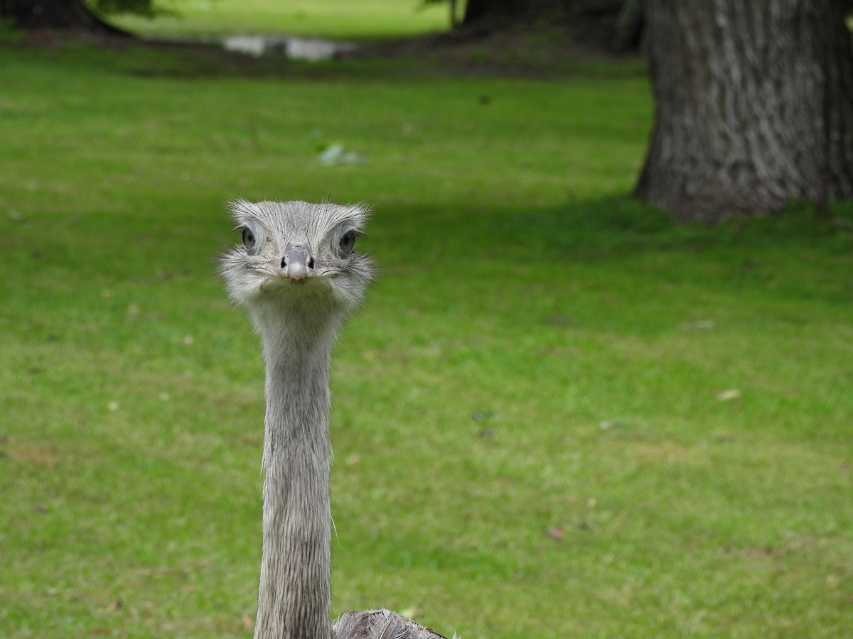 Greater Rhea - ML645558221