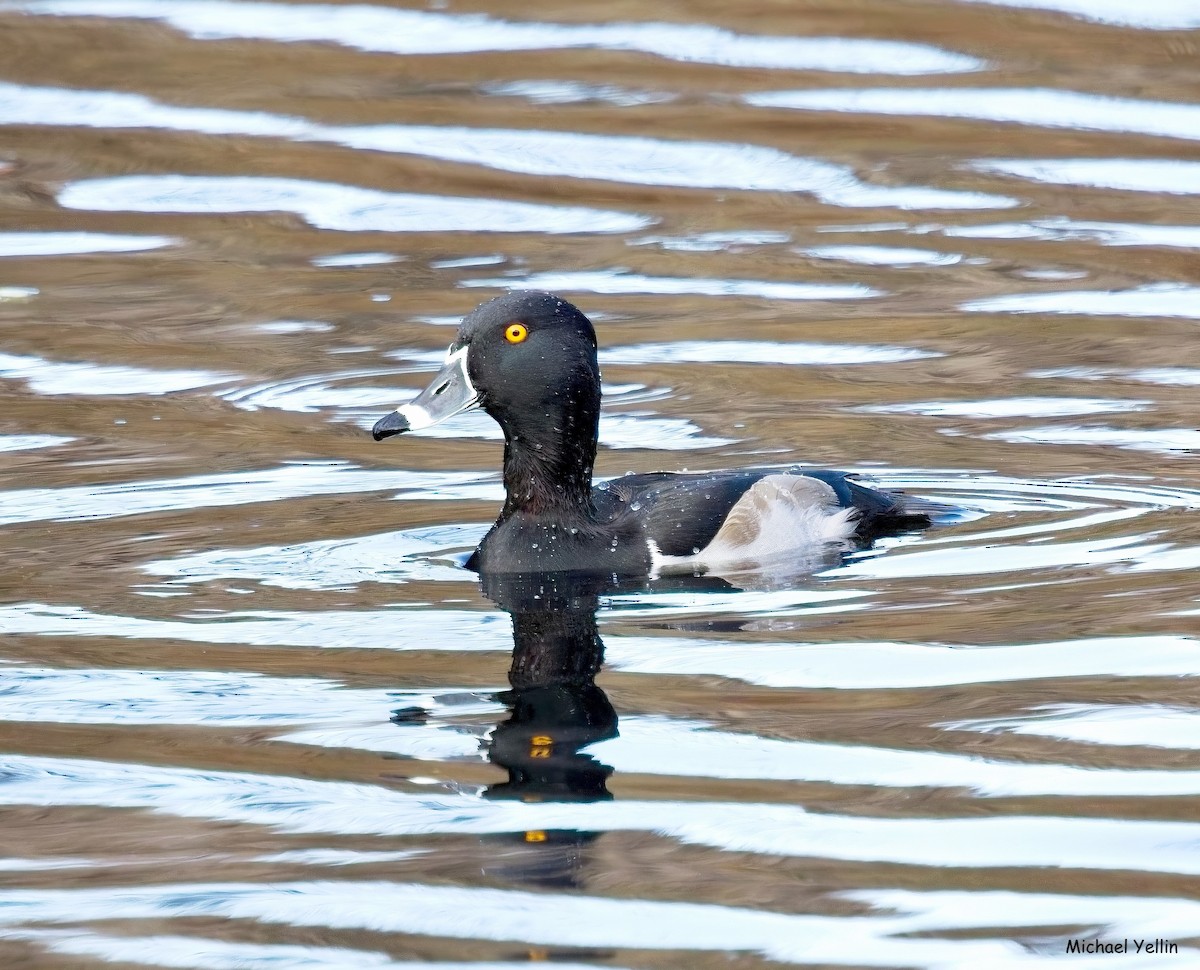Ring-necked Duck - ML645558222