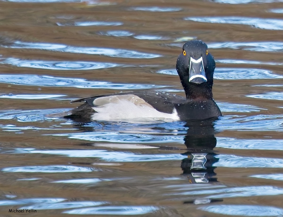 Ring-necked Duck - ML645558224